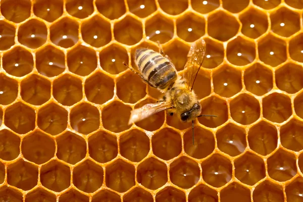 Close Picture Bee Honeycomb Filled Fresh Acacia Honey — Stock Photo, Image