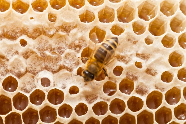 Close Foto Van Bijen Een Honingraat Gevuld Met Verse Acacia — Stockfoto