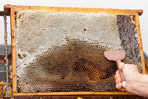 Petek taze bal hasat arıcı resmi kapatın