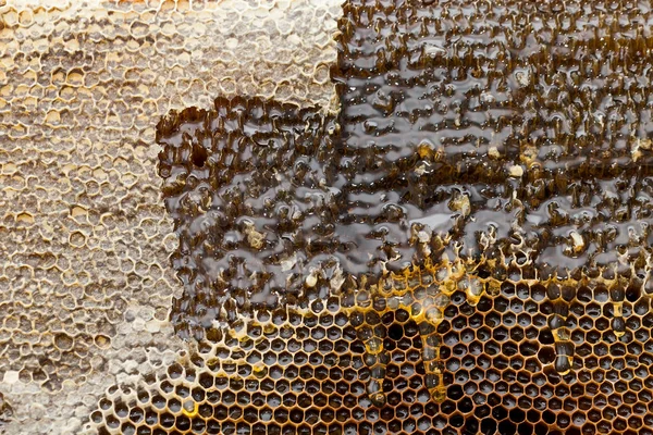 Close Picture Beekeeper Harvesting Fresh Honey Honeycomb — Stock Photo, Image