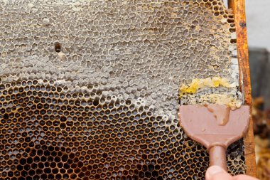 Petek taze bal hasat arıcı resmi kapatın