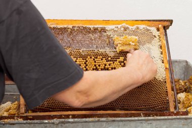 Petek taze bal hasat arıcı resmi kapatın