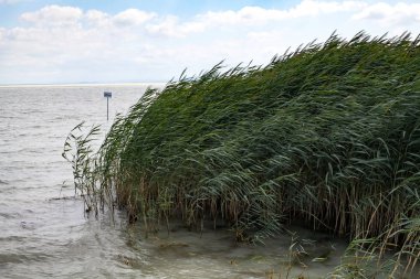 Macar lake Balaton güzel resmi