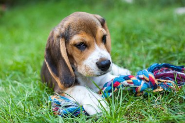 Renkli oyuncak ile bahçede oynayan sevimli beagle köpek yavrusu