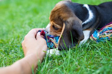 Renkli oyuncak ve sahibi ile bahçede oynayan sevimli beagle köpek yavrusu