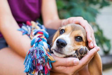 Çok güzel beagle köpek kadın sahibinin Tur renkli oyuncakla oynamak