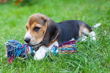 Renkli oyuncak ile bahçede oynayan sevimli beagle köpek yavrusu