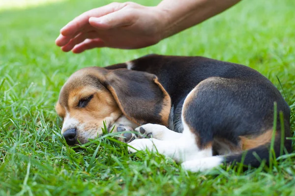 Lindo Perrito Beagle Durmiendo Mano Del Dueño Tocándolo Con Amor — Foto de Stock