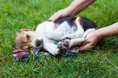 Sevimli küçük beagle köpek sahibi ile sarılma çim üzerinde yalan