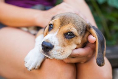 Çok güzel beagle köpek kadın sahibi ile sarılma. Üç renkli safkan köpek yavrusu