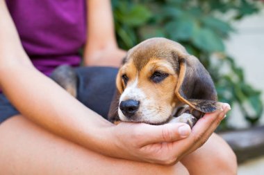 Çok güzel beagle köpek kadın sahibi ile sarılma. Üç renkli safkan köpek yavrusu
