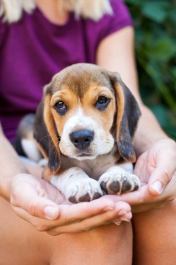 Çok güzel beagle köpek kadın sahibi ile sarılma. Üç renkli safkan köpek yavrusu