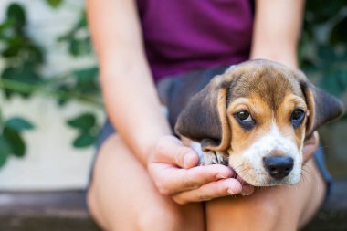 Üç renkli safkan beagle köpek yavrusu