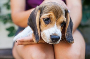 Üç renkli safkan beagle köpek yavrusu