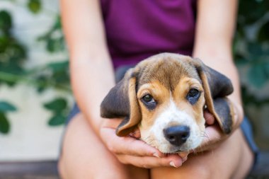 Çok güzel beagle köpek kadın sahibi ile sarılma. Üç renkli safkan köpek yavrusu