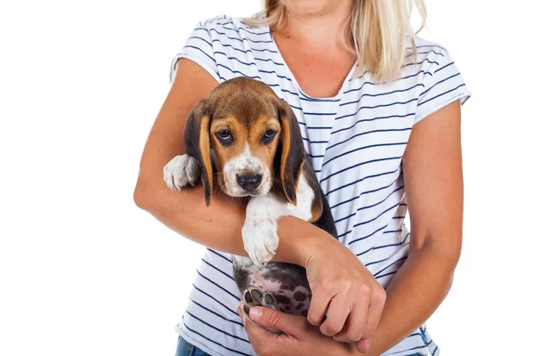 Imagen Cerca Lindo Cachorro Beagle Tricolor Manos Del Propietario Femenino — Foto de Stock