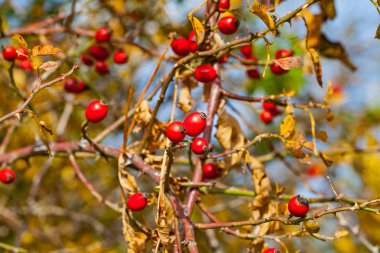 Kuşburnu sonbaharda makro resmi