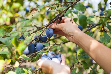 Lezzetli biyo Erik bahçesinde hasat el