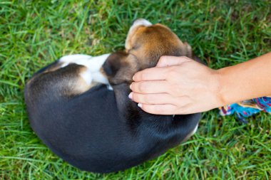 Uyku, onu sevgiyle dokunmadan sahibinin el şirin beagle köpek yavrusu