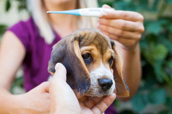 Schattig Ziek Beagle Puppy Knuffelen Met Vrouwelijke Eigenaar — Stockfoto