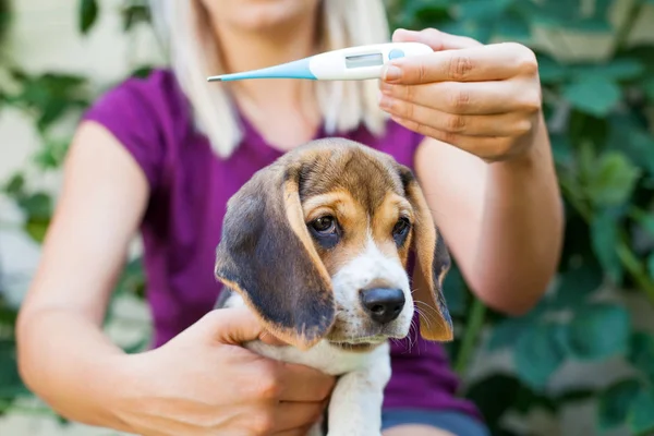 Çok Güzel Hasta Beagle Yavru Köpek Kadın Sahibi Ile Sarılma — Stok fotoğraf