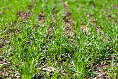 Resmi bir yeşil buğday tohumu alanının kapatın