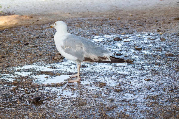 Photo Panoramique Une Mouette Debout Bord Mer — Photo