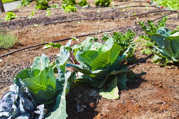 Picture Bio Vegetable Garden Austria — Stock Photo, Image