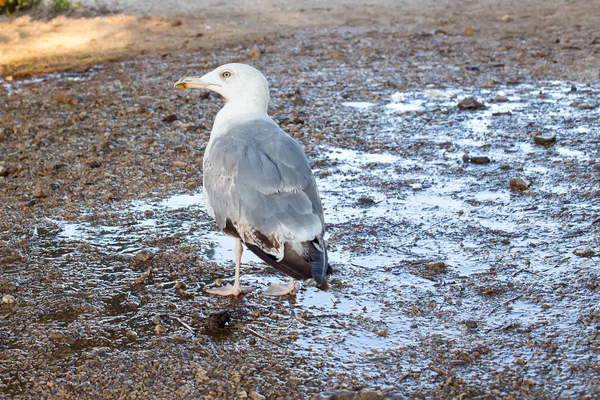 Photo Panoramique Une Mouette Debout Bord Mer — Photo