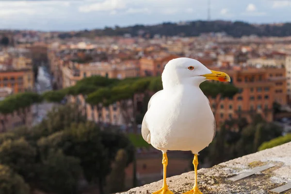 Photo Panoramique Une Mouette Blanche Beau Panorama Vieille Ville Rome — Photo