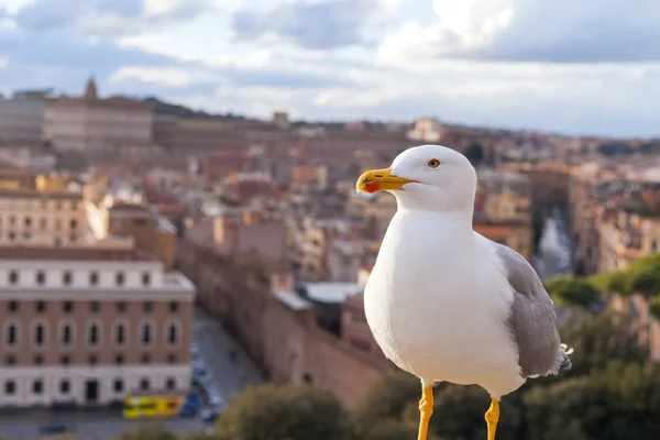 Photo Panoramique Une Mouette Blanche Beau Panorama Vieille Ville Rome — Photo