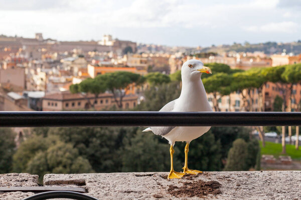 Scenic picture of a white seagull and beautiful panorama of Rome Old Town in the background, Europe, Italy