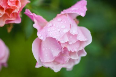 Güzel bir çiçek açan bir makro resim gül