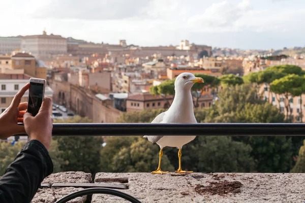 Touristin Fotografiert Mit Handy Eine Weiße Möwe Und Ein Wunderschönes — Stockfoto