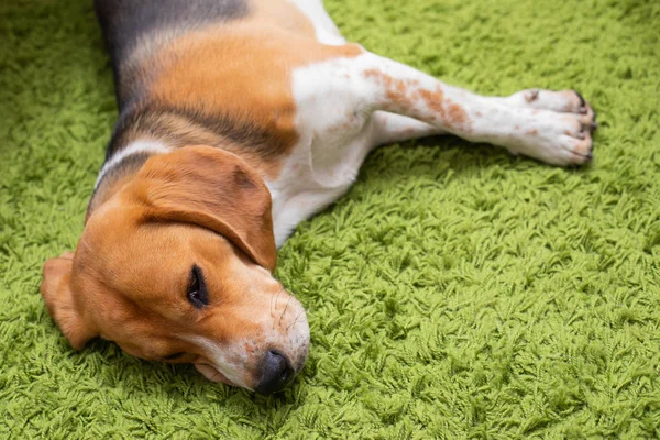 Beagle acostado en una alfombra verde — Foto de Stock