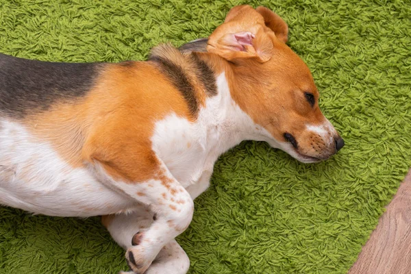 Beagle acostado en una alfombra verde — Foto de Stock