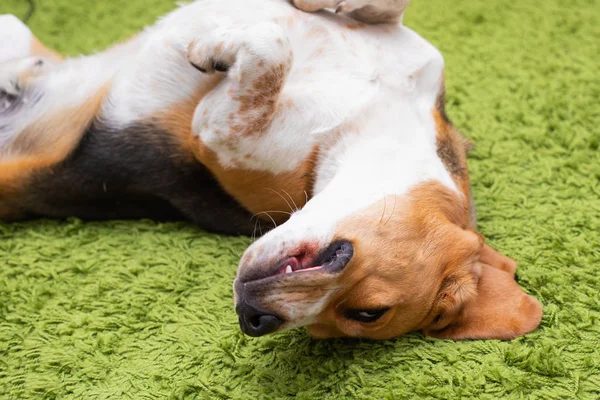 Beagle acostado en una alfombra verde — Foto de Stock