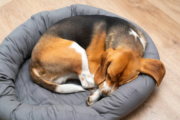 Beagle cachorro durmiendo en casa — Foto de Stock