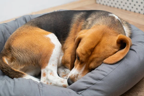 집에서 자고있는 비글 강아지 — 스톡 사진
