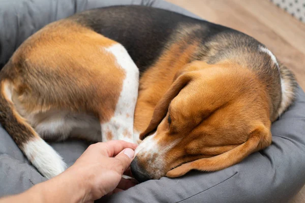 Beagle cachorro durmiendo en casa — Foto de Stock