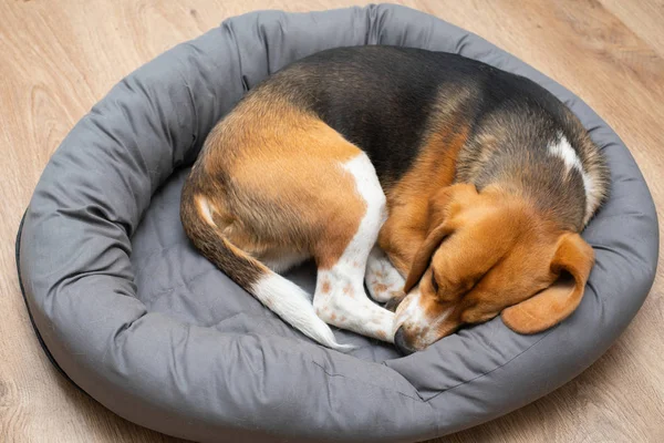 Beagle cachorro durmiendo en casa — Foto de Stock