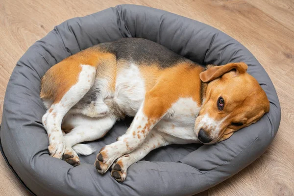 Beagle cachorro durmiendo en casa — Foto de Stock