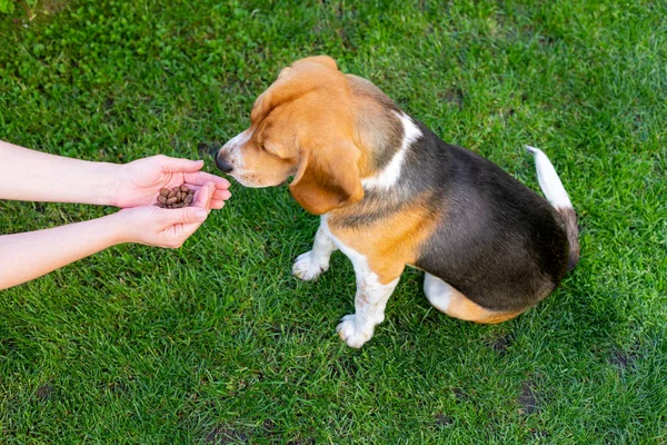 Beagle e proprietario all'aperto — Foto Stock