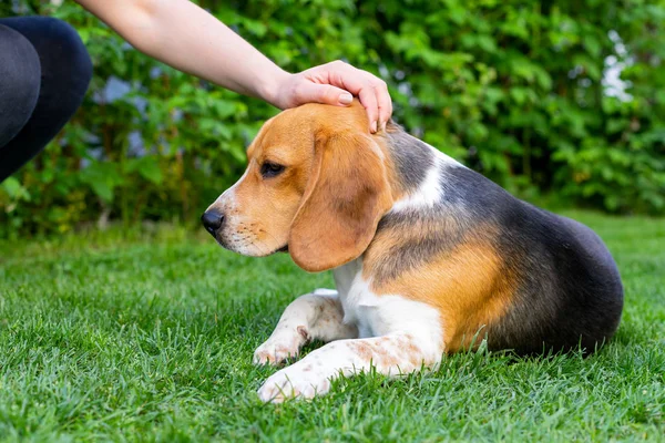 Beagle and owner outdoor — Stock Photo, Image