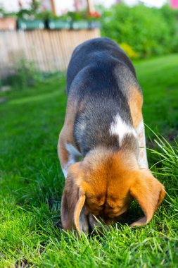 beagle yavru köpek oynama