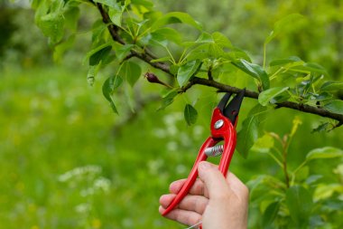 Bahçedeki eski dalları kesmek