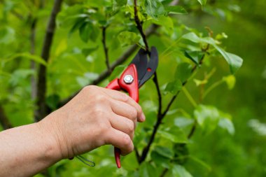 Bahçedeki eski dalları kesmek