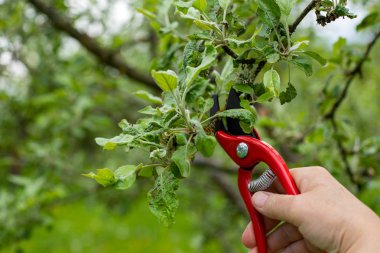 Bahçedeki eski dalları kesmek