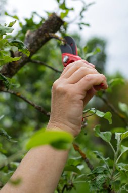 Bahçedeki eski dalları kesmek