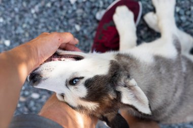 Husky köpek yavrusu sahibi ile oynuyor